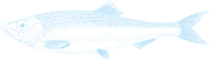 Handschriftliche Zeichnung eines Fisches in einem hellen Blauton auf transparentem Hintergrund, er schaut nach links und steht für die maritime Philosophie eines Hotels in Heringsdorf
